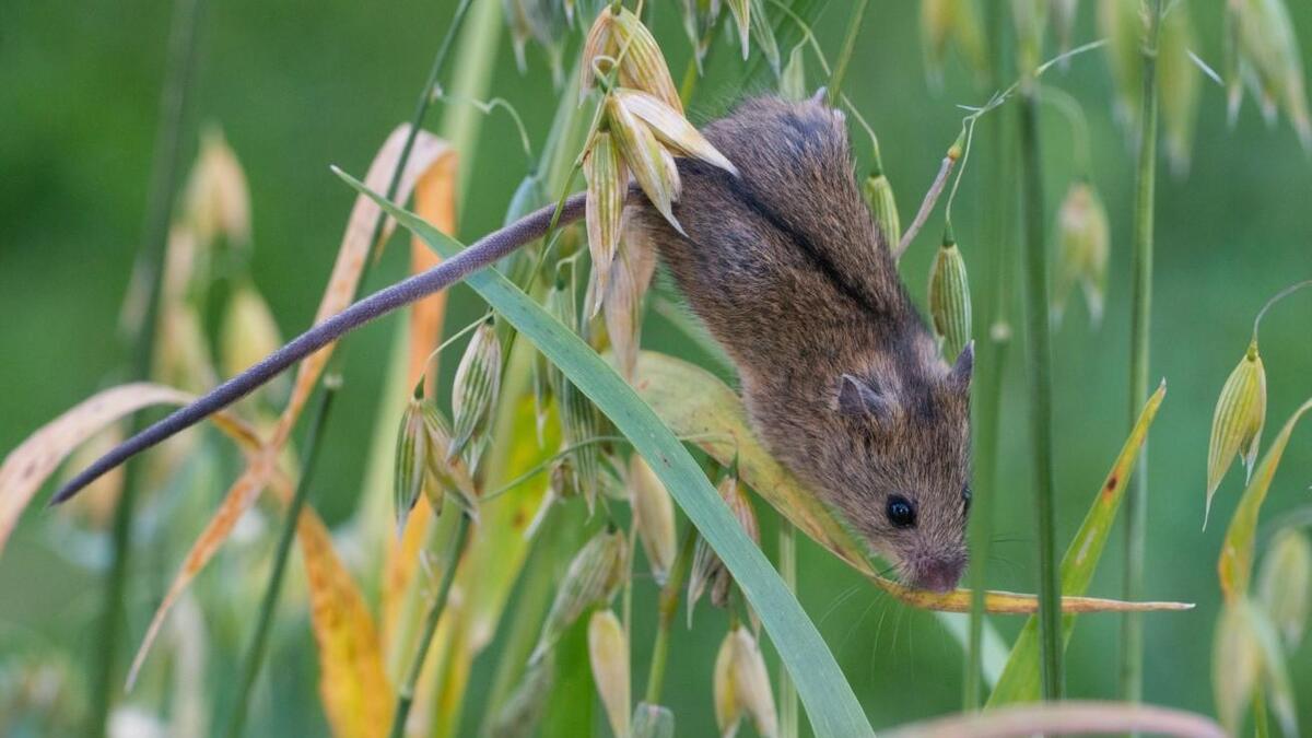 Neues Projekt Ganz Kärnten sucht jetzt diese seltene Maus